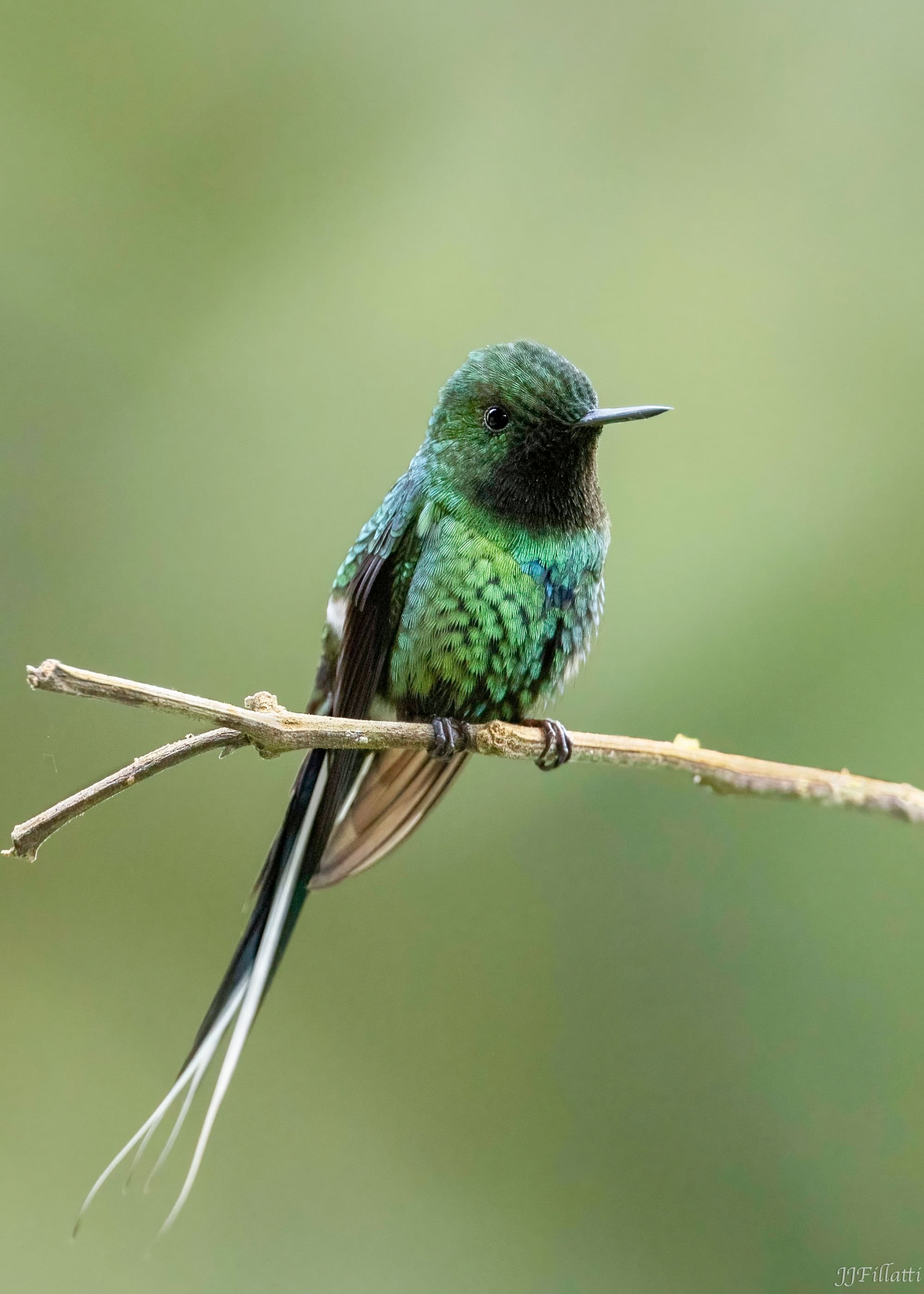 bird of colombia image 45